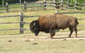 Les bisons d'Europe