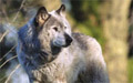 Les loups du Gévaudan